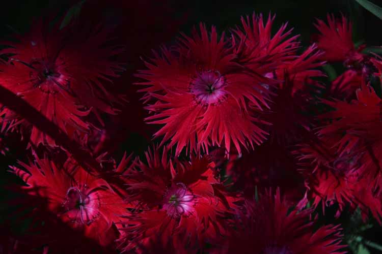 flower dianthus